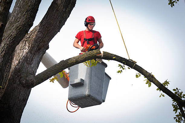 Best Emergency Tree Service  in Belmont, NC